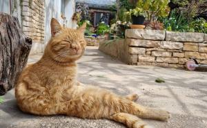 Ni previše maženja nije dobro: Sedam situacija koje kod mačaka izazivaju najveći stres